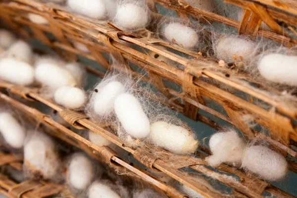 Which Country Produces the Most Silk-Worm Cocoons in the World?